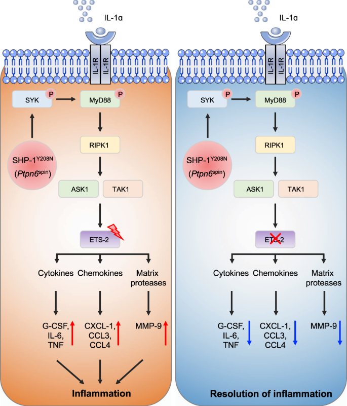 Dr Vikram Sakaleshpur Kumar 🇮🇳 (@vikkypaedia) on Twitter photo - Dr. Lee, also a consultant gastroenterologist, highlights ETS2 as a central driver of the pathogenic process in IBD.
- This biological pathway may also drive other autoimmune disorders, like ankylosing spondylitis and rarer diseases affecting the liver and arteries.
<a href="/EricTopol/">Eric Topol</a> - Dr. Lee, also a consultant gastroenterologist, highlights ETS2 as a central driver of the pathogenic process in IBD.
- This biological pathway may also drive other autoimmune disorders, like ankylosing spondylitis and rarer diseases affecting the liver and arteries.
<a href="/EricTopol/">Eric Topol</a>