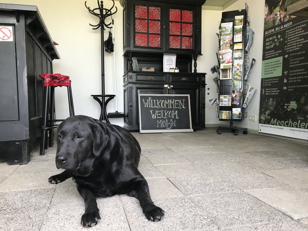 Leoniebramel's tweet photo. Elke dag, bij het openen van ons Rustpunt Bloem, Bij en meer,  kijkt onze trouwe viervoeter Bonnie toe of ik het wel goed doe. #Rustpunt  ⁦@BijMeer⁩ #Megchelen #Achterhoek #TakeABreak ☕️ 🌸🐝🦋🐶 https://t.co/K6ADHmuCc0