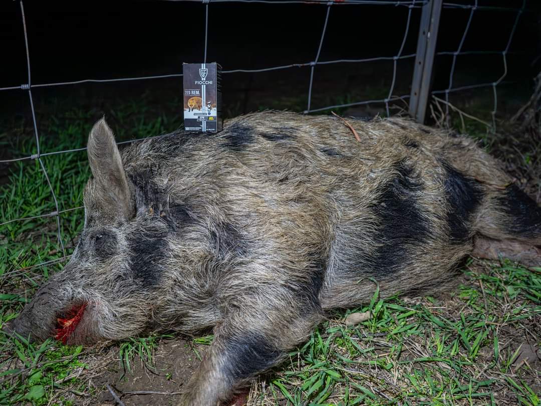 EDGEofthOUTBACK's tweet photo. Stocky little fella, needed a rest on this fence. While he was resting I took a sneaky picture, I'm sure he's still there..... sleeping.

#feralpig #boar #pigshooting #pestcontrol #invasivespecies https://t.co/8vJMgS7fTo