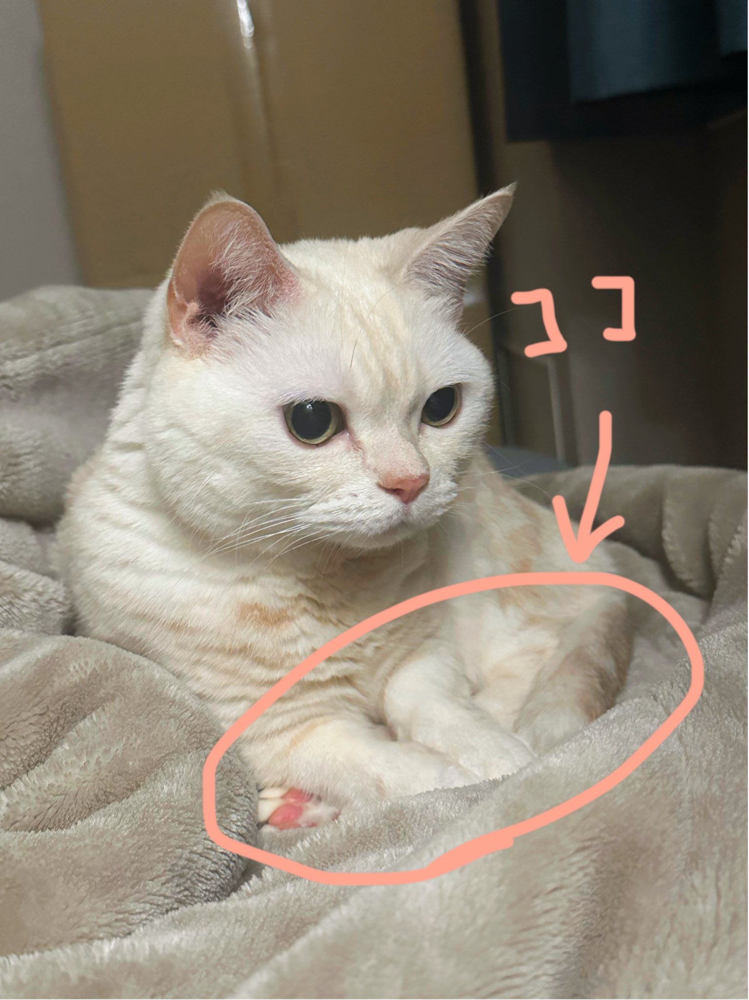 かわいいネコちゃんラトル ラトルセット/らいおんとこぶた(らいおんとこぶた): おもちゃ