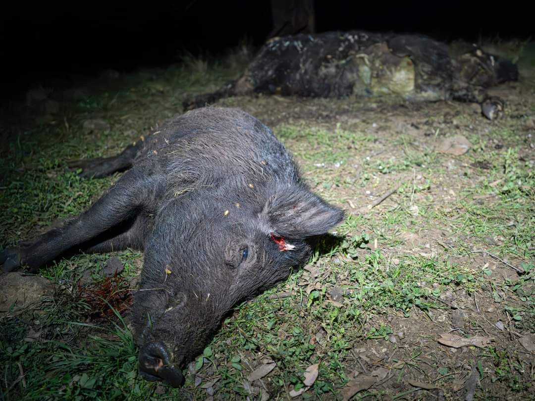 EDGEofthOUTBACK's tweet photo. If only this image was a scratch and sniff 👃👃👃

#feralpig #boar #pigshooting #pestcontrol #invasivespecies https://t.co/cfcshavTLg