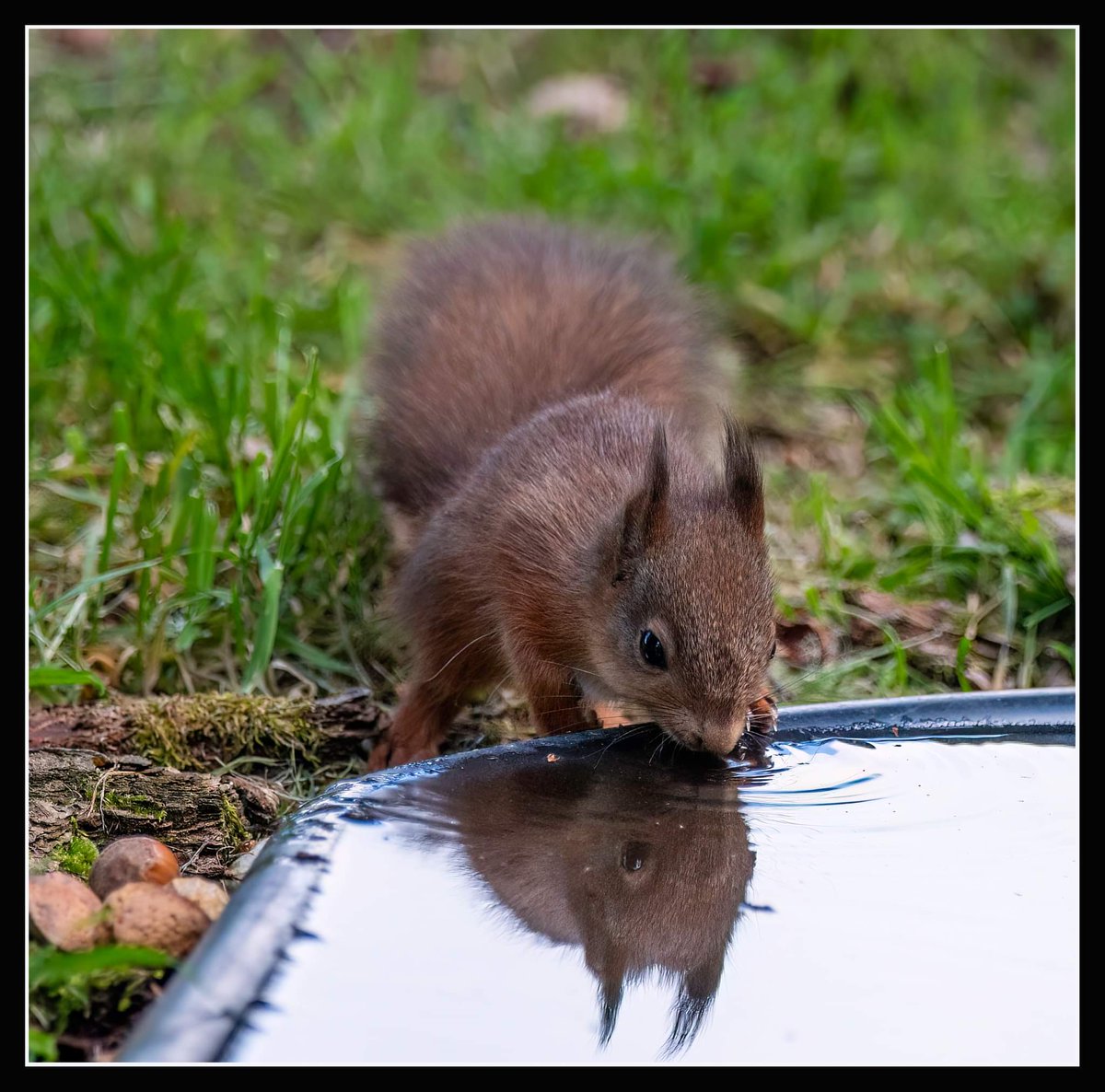#babysquirrel #redsquirrel #weered #redsrule <a href="/OurSquirrels/">Save our Red Squirrels</a> <a href="/ScotSquirrels/">Saving Scotland's Red Squirrels</a> #newkidontheblock #beautiful #nature #photooftheday #bbcspringwatch #photography ❤️🐿️