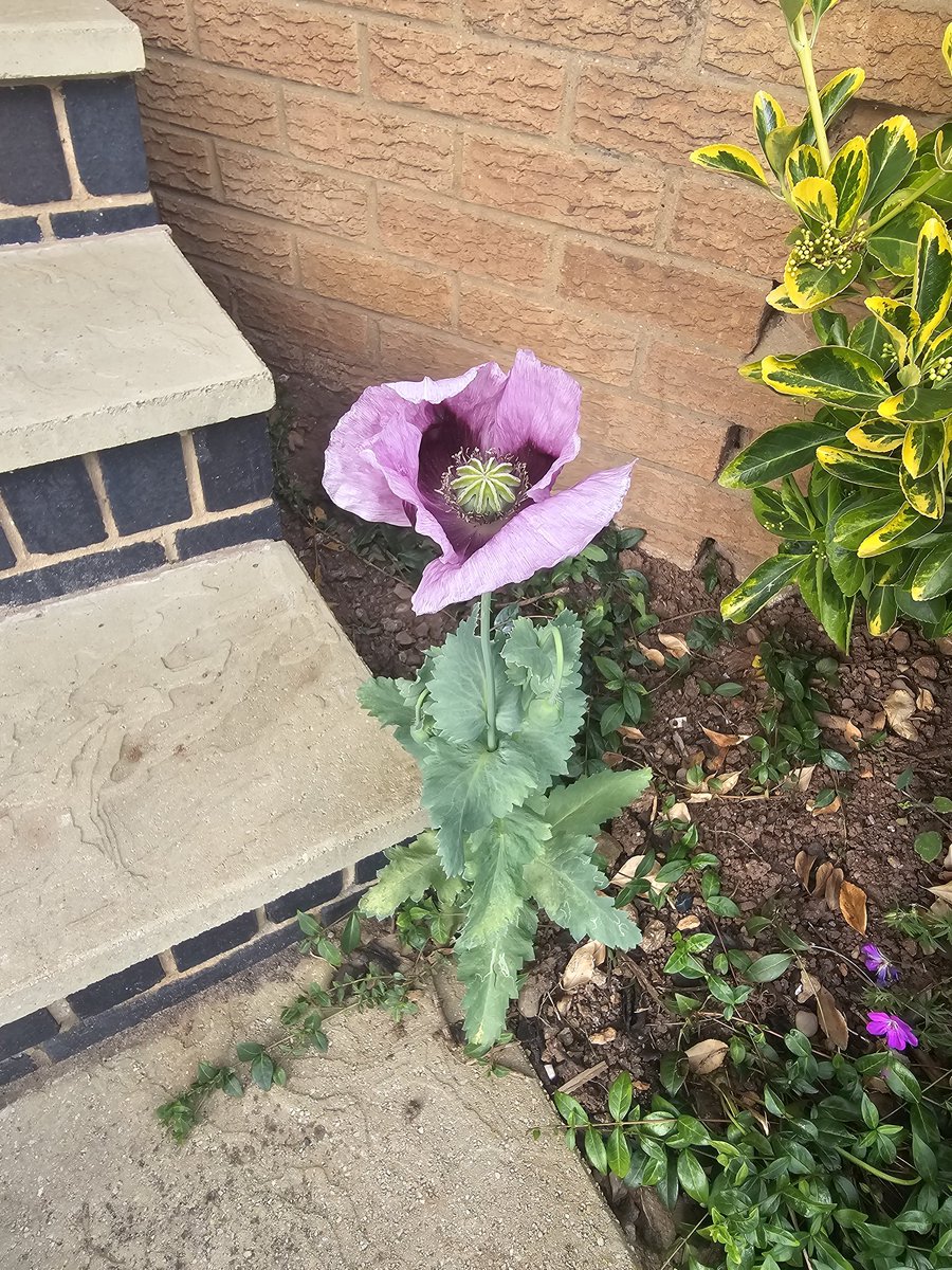 alanbrine's tweet photo. Our poppy decided to come out to join the D-day commemorations #DDay #LestWeForget https://t.co/PzdXgNU0Q6