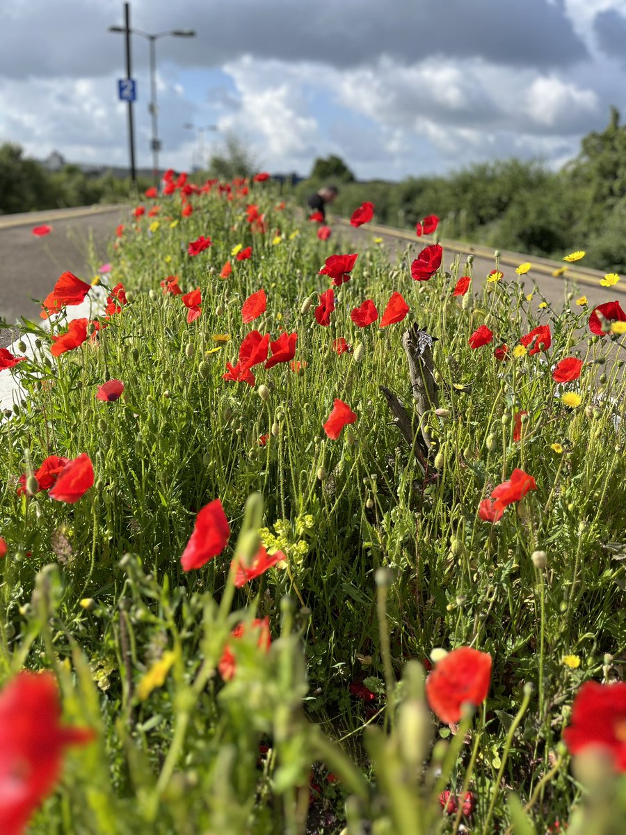 Gorgeous at Grangetown today. Thanks <a href="/tfwrail/">Trafnidiaeth Cymru Trenau Transport for Wales Rail</a>