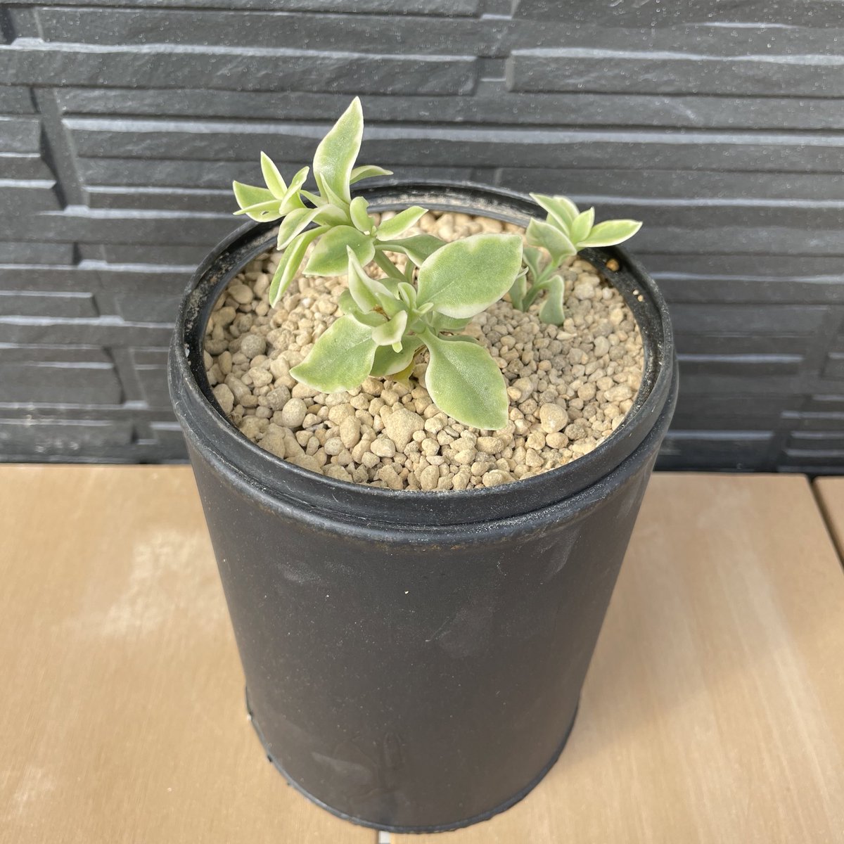 Mrsgreen_white's tweet photo. 久しぶりの新入り

ベビーサンローズ
斑入り好きなので斑入りで🥰

ピンクの花が咲くらしい
楽しみだな〜

#ベビーサンローズ
#ベビーサンローズ斑入り
#リメ缶
#リメイク缶 https://t.co/80vGWIClU0