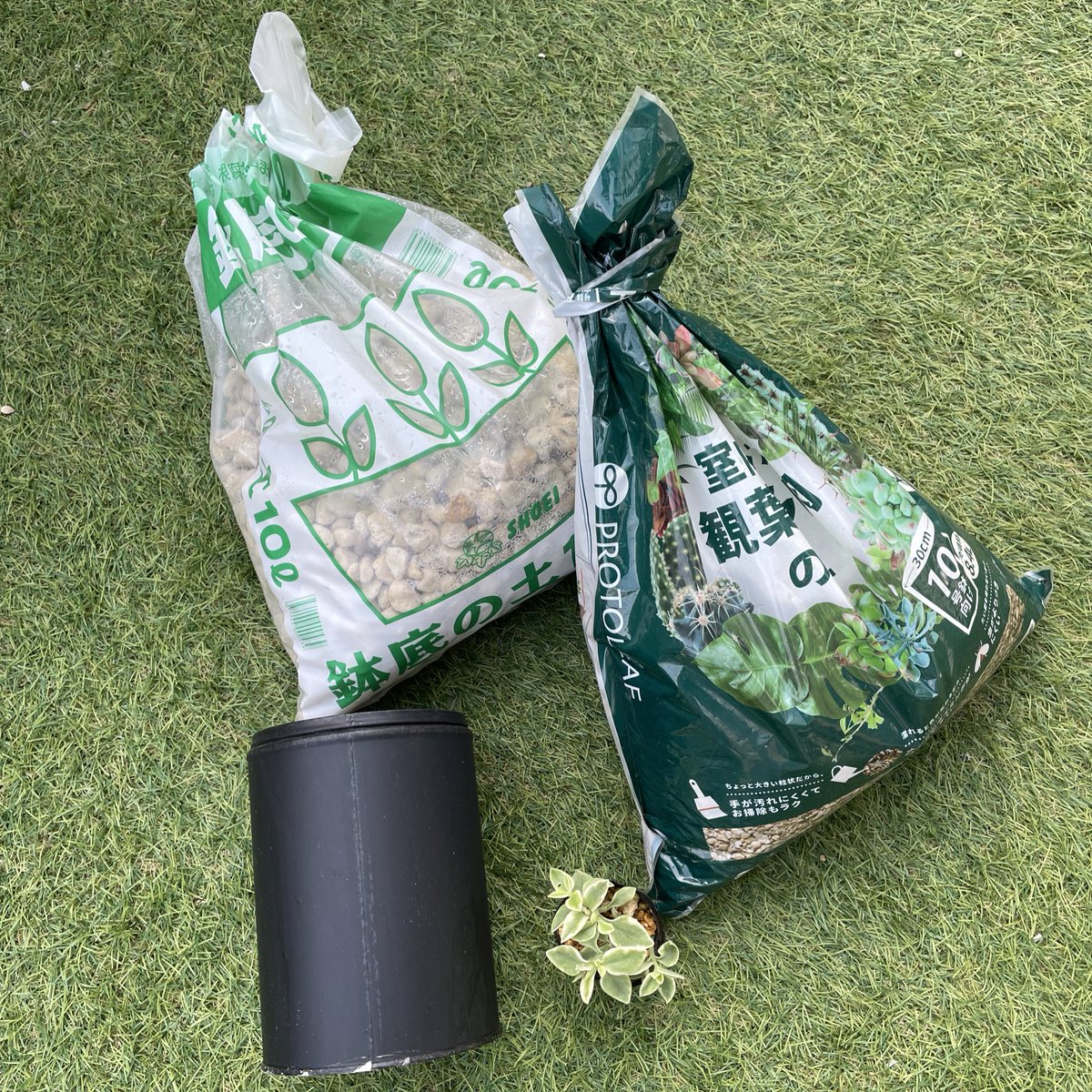 Mrsgreen_white's tweet photo. 久しぶりの新入り

ベビーサンローズ
斑入り好きなので斑入りで🥰

ピンクの花が咲くらしい
楽しみだな〜

#ベビーサンローズ
#ベビーサンローズ斑入り
#リメ缶
#リメイク缶 https://t.co/80vGWIClU0