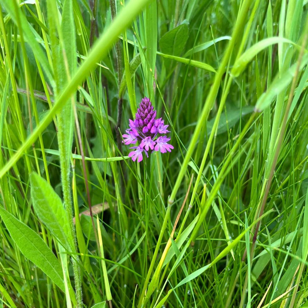 TheParksTrust's tweet photo. Have you spotted any orchids yet this year?

These superstars of the wildflower world have now hit their peak flowering season and are being appreciated by our local pollinators 🦋

📷 Common Orchid, Tattenhoe Valley Park
📷Pyramidal Orchid, Linford Lakes Nature Reserve https://t.co/ECSAH62WW4