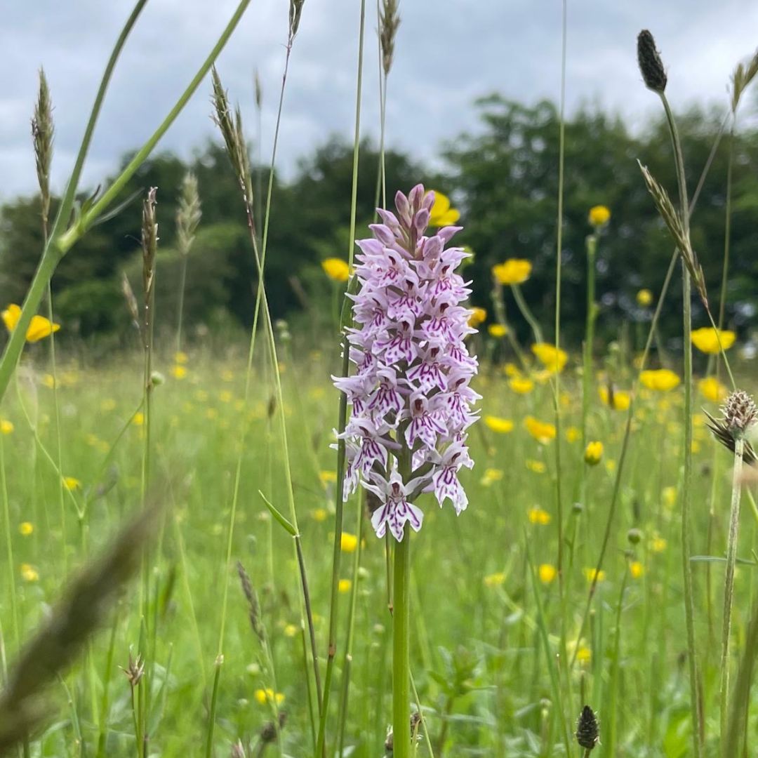 TheParksTrust's tweet photo. Have you spotted any orchids yet this year?

These superstars of the wildflower world have now hit their peak flowering season and are being appreciated by our local pollinators 🦋

📷 Common Orchid, Tattenhoe Valley Park
📷Pyramidal Orchid, Linford Lakes Nature Reserve https://t.co/ECSAH62WW4