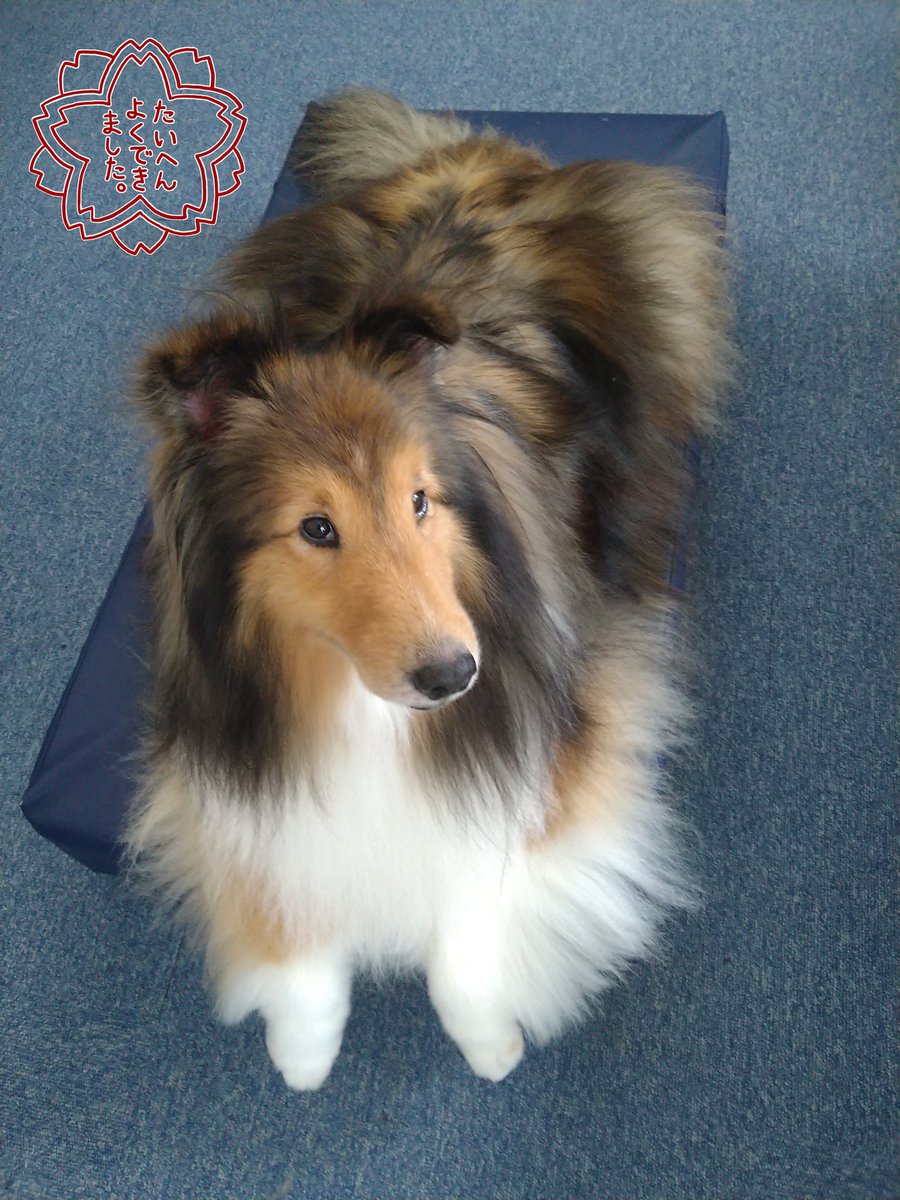 どの自治体でも🐶１０歳になると表彰されるんかな？