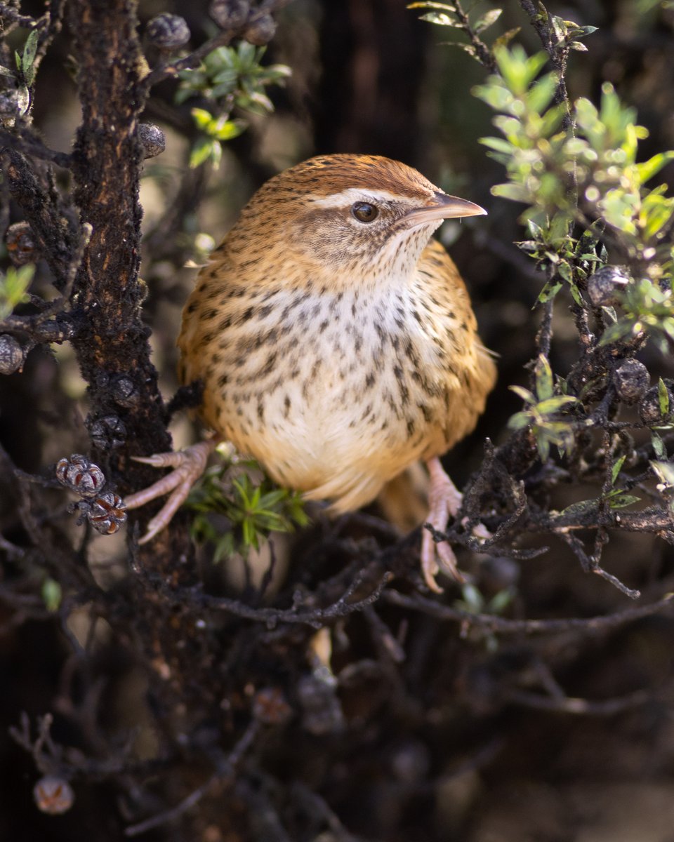 DrPaulSorrell's tweet photo. A mātātā (fernbird) peeks out of its mānuka hideaway.
#birdphotography #TwitterNatureCommunity #birds #nzbirds #wildlifephotography #NaturePhotography #BBCWildlifePOTD #ThePhotoHour #PhotoOfTheDay #BirdsSeenIn2024 #Fernbird #NewZealandFernbird #Mātātā https://t.co/XRILod6cvs