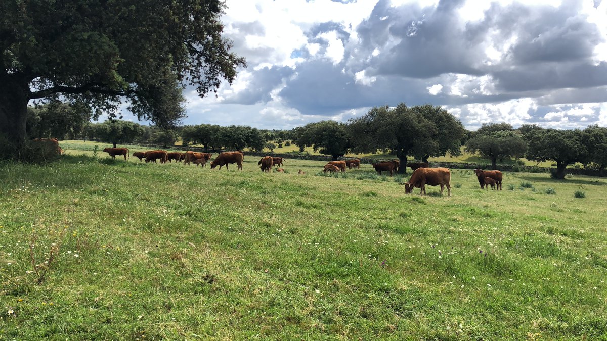 Recomendaciones de buenas prácticas de manejo frente a la EHE en ganado vacuno asajasevilla.es/noticias/ganad… a través de <a href="/ASAJASEVILLA/">ASAJA-SEVILLA</a>