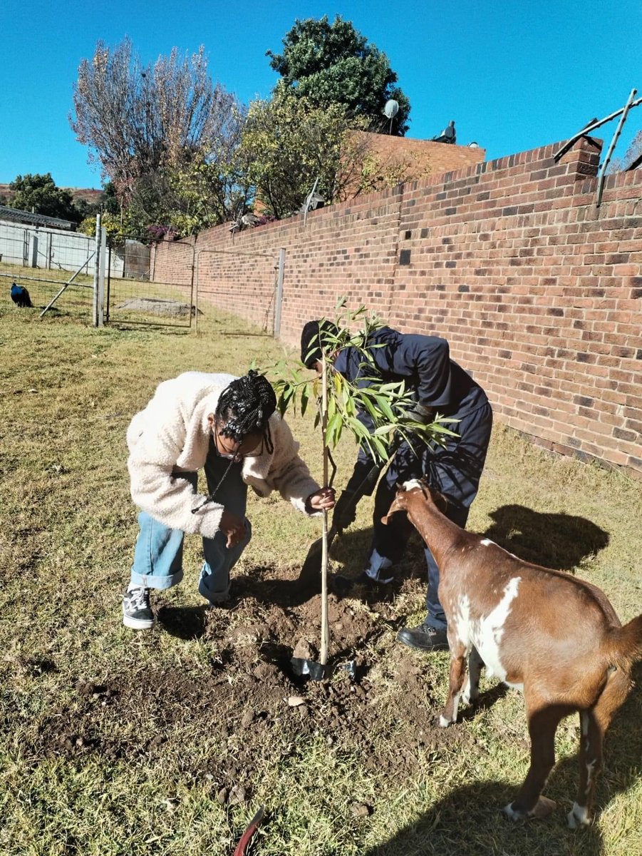 JhbSPCA's tweet photo. This week we had a special visit.  Tshegofatso Letta Nthite, a @missearth_sa  delegate, joined us and planted two young white peach trees in our farmyard.  Of course, Thanda, our farm goat, was the perfect supervisor :)  Thank you for gifting us with these lovely trees.
#JSPCA https://t.co/rUlM5fzT8s