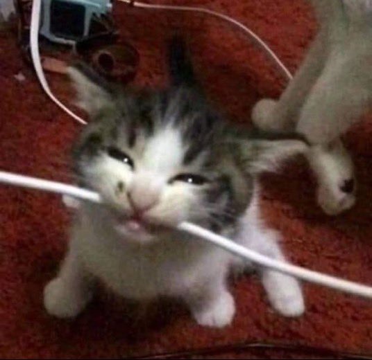 PunchingCat's tweet photo. mighty chomp https://t.co/EXPniPKnWd