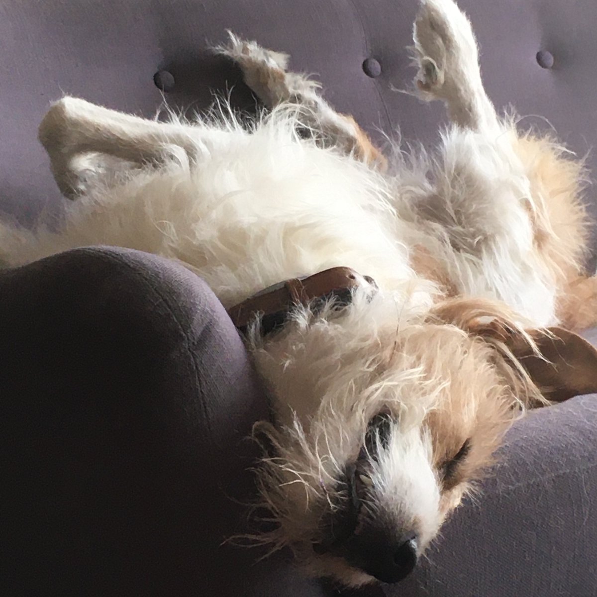 No more Cone of Shame. We are celebrating by being upside down.