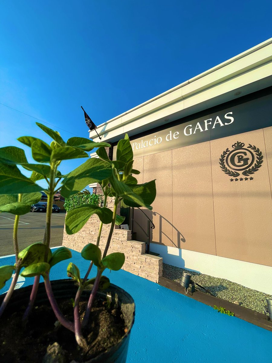 gafasinfo's tweet photo. 5/10に植えた枝豆の種が
こんなに大きく育ちました🌱👏
日々成長を見届けていただけに
うれしいです！
この後も元気に育ちますように🫛✨

#GAFAS #gafas #農園 #枝豆 https://t.co/7Ntt6Xf1Xd