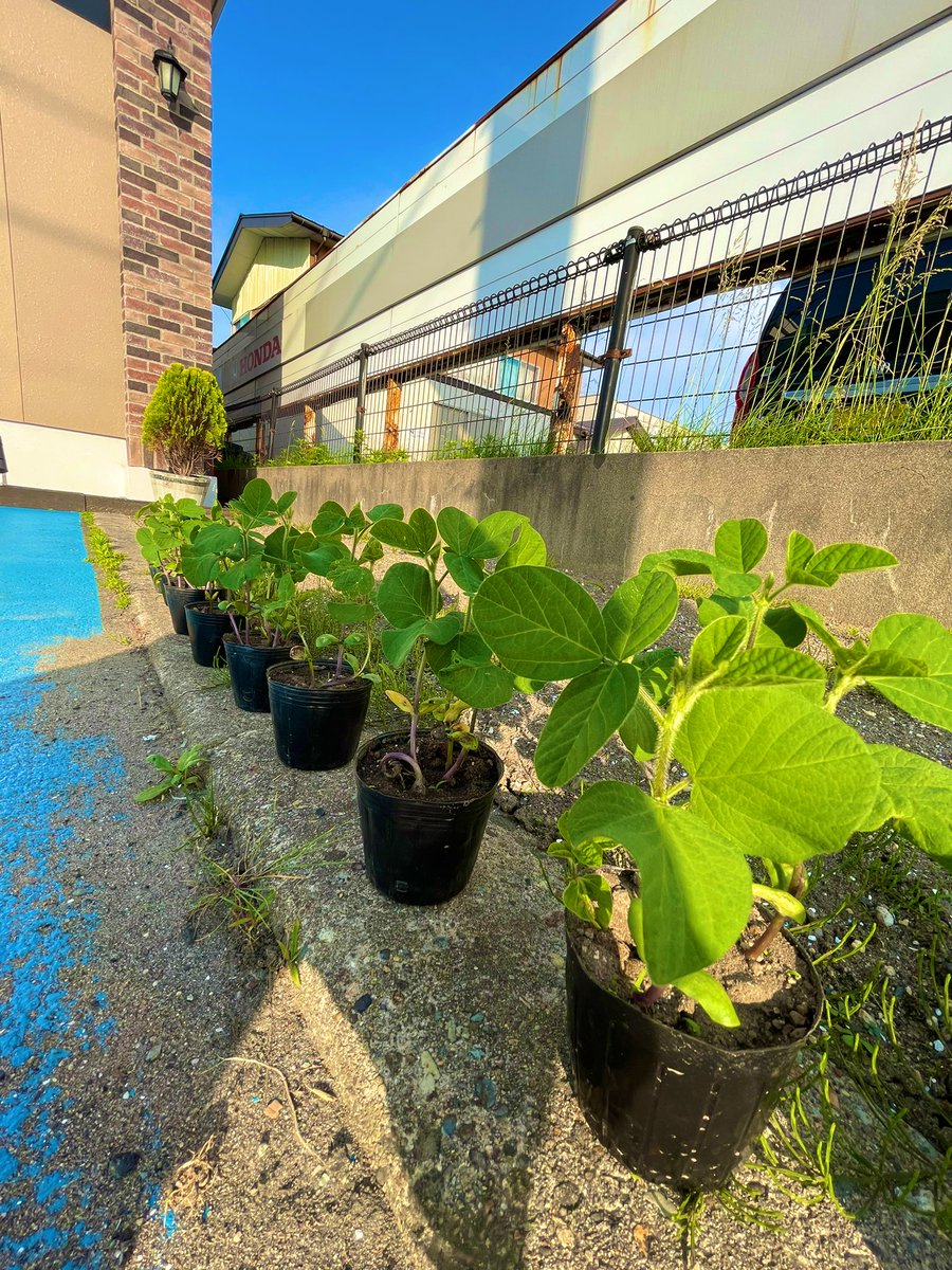 gafasinfo's tweet photo. 5/10に植えた枝豆の種が
こんなに大きく育ちました🌱👏
日々成長を見届けていただけに
うれしいです！
この後も元気に育ちますように🫛✨

#GAFAS #gafas #農園 #枝豆 https://t.co/7Ntt6Xf1Xd