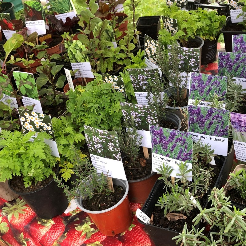 Fill your garden with plants this summer! EcoLocal's plant stall at Wallington Farmer's Market Saturday 8th June,, Wallington Town Square between 9am and 1pm