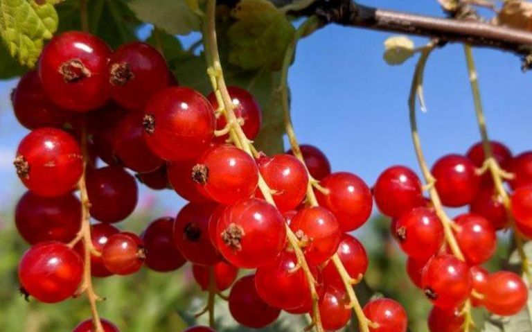 Saturday 22nd June 10am - 1pm Learn how to summer prune your currants for the best harvests and to keep your plants healthy. Join me on my <a href="/EcoLocal1/">EcoLocal</a> workshop in Carshalton. For prices &amp; booking ecolocal.org.uk