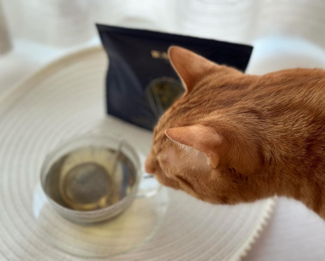 wsldxx88's tweet photo. ここ最近は
コーヒーも飲むけれど
薬膳茶が心地よくて好きです😊
毎日飲むものだからこそ
無農薬だったり
国産で丁寧に作られたものが
良いな♡と思っていた時に
出逢った薬膳茶✨

#薬膳茶
#ハーブティー
#整える https://t.co/nGczGC3pmf