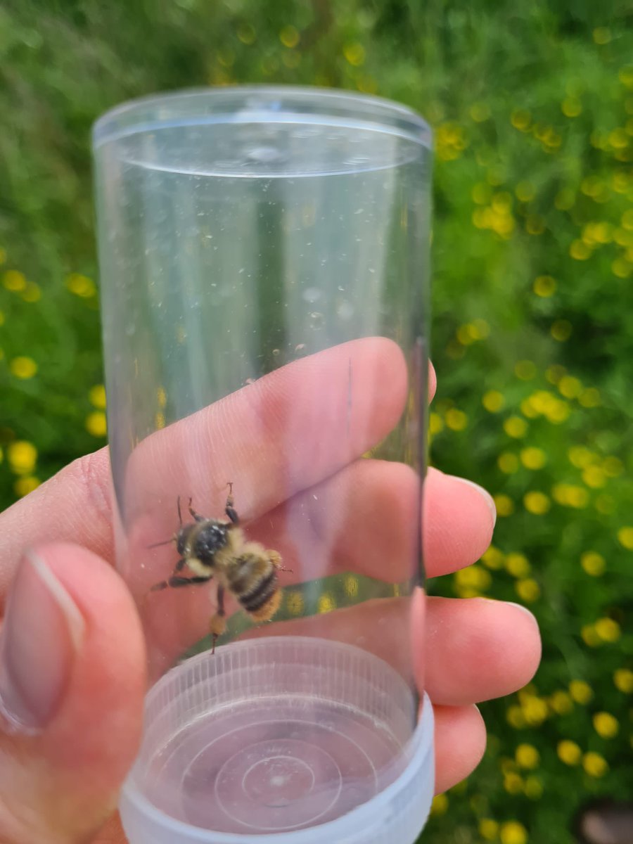 LynnDicks's tweet image. SHRILL CARDER BEE! We found one! This is Jacqui James, @camZoology researcher, working with farmers, @BumblebeeTrust @nationaltrust &amp;amp; @RestPoll on the urgent conservation of this species (Bombus sylvarum), in the most threatened of its 5 surviving UK populations, south Somerset.