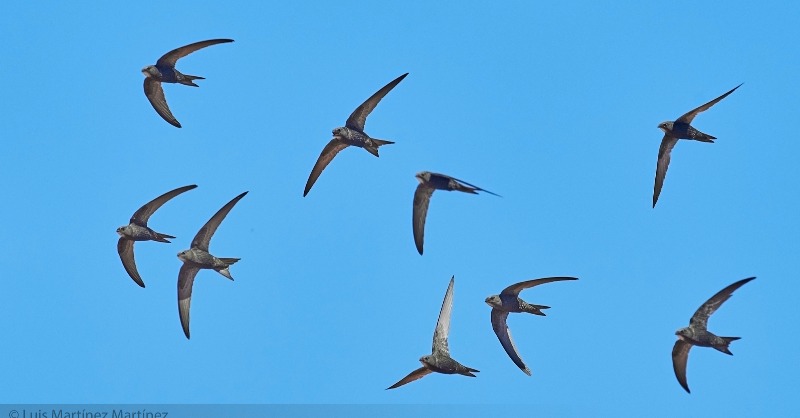 SEO_BirdLife's tweet photo. Los vencejos anidan en el interior de huecos o grietas de edificios, aunque muchas de ellas acaban desapareciendo por obras de rehabilitación.

👁️‍🗨️Pero OJO. ¡Hay soluciones sencillas y económicas!👇
#DíaMundialdelVencejo #WorldSwiftDay