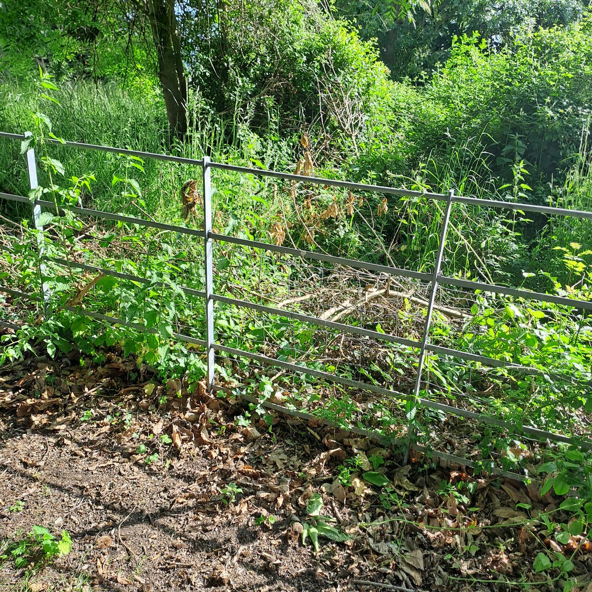 cmstealey's tweet photo. @cadwwales Really disappointed to see that contractors clearing an area of the Temple in Caerwent have dumped the cuttings, branches etc over the fence to an area which local volunteers have sent time clearing of invasive brambles!! https://t.co/lPJxXxMRQ9