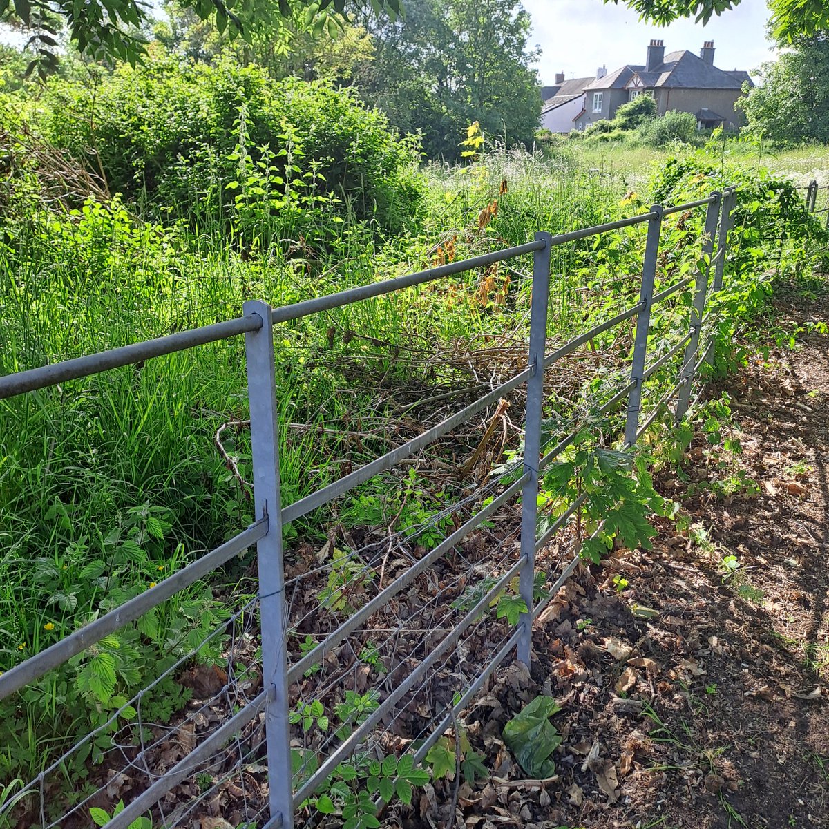 cmstealey's tweet photo. @cadwwales Really disappointed to see that contractors clearing an area of the Temple in Caerwent have dumped the cuttings, branches etc over the fence to an area which local volunteers have sent time clearing of invasive brambles!! https://t.co/lPJxXxMRQ9
