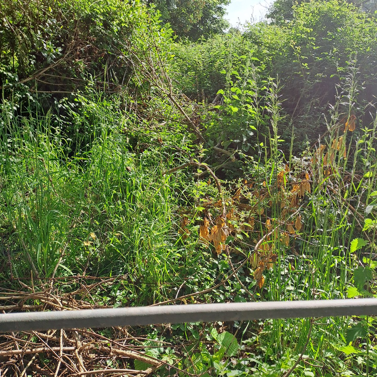 cmstealey's tweet photo. @cadwwales Really disappointed to see that contractors clearing an area of the Temple in Caerwent have dumped the cuttings, branches etc over the fence to an area which local volunteers have sent time clearing of invasive brambles!! https://t.co/lPJxXxMRQ9