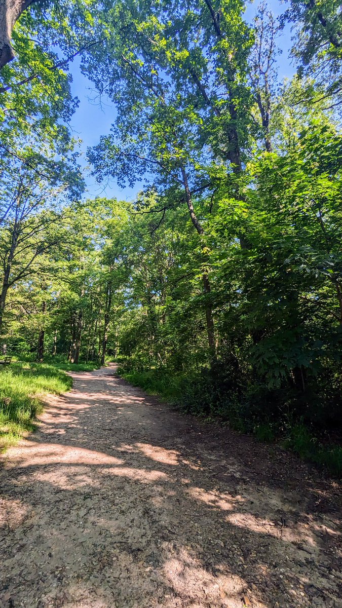 briceperrin's tweet photo. Une sortie longue en forêt avec la fraîcheur matinale, un peu de soleil, parfait ☺️
#ObjectifMarathon https://t.co/N3DWk3HSRN