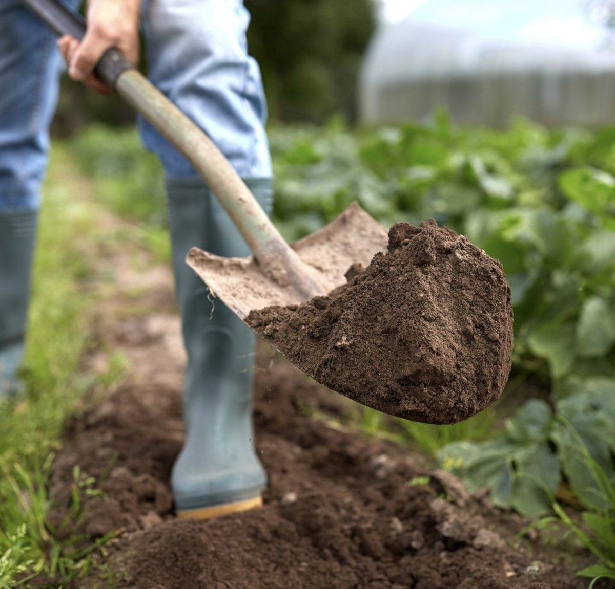 TopsoilDirect's tweet image. Transform your garden with vibrant flower and plant beds! 🌻

Check out our step-by-step guide on creating stunning borders and get ready for happy planting! 🌱💐 Click the link in our bio for more details.

#BuildingBorders #GardeningTips #HappyPlanting