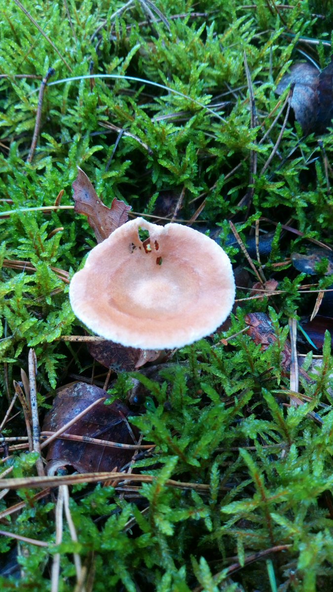 #FungiFriday morning hike after another rainy night. #Pilze #Mushroom #Fungi