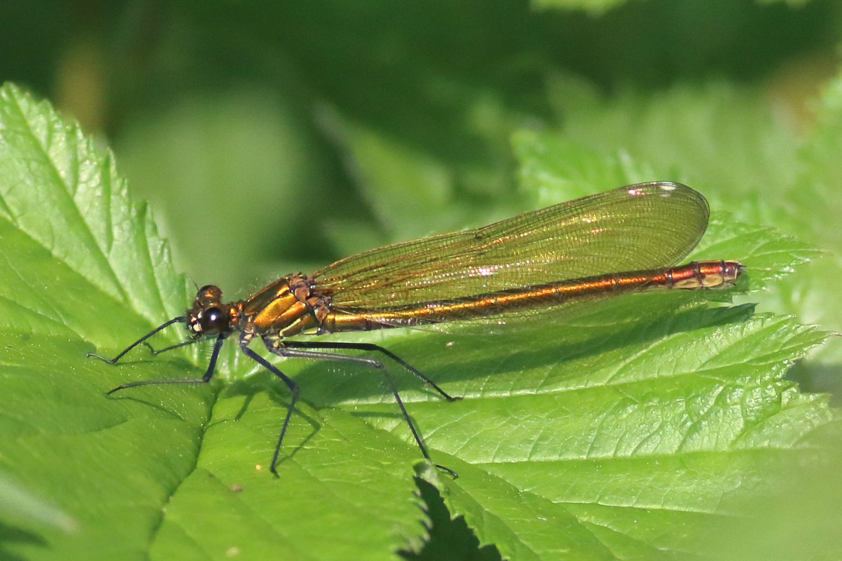 BagginsTim's tweet photo. Is this a female Beautiful Demoiselle I spotted in amongst 100s of Bandeds at Wheldrake Ings last month? I think so but would welcome any comments @BDSdragonflies @LDV_NNR https://t.co/An6sv0uJ2B