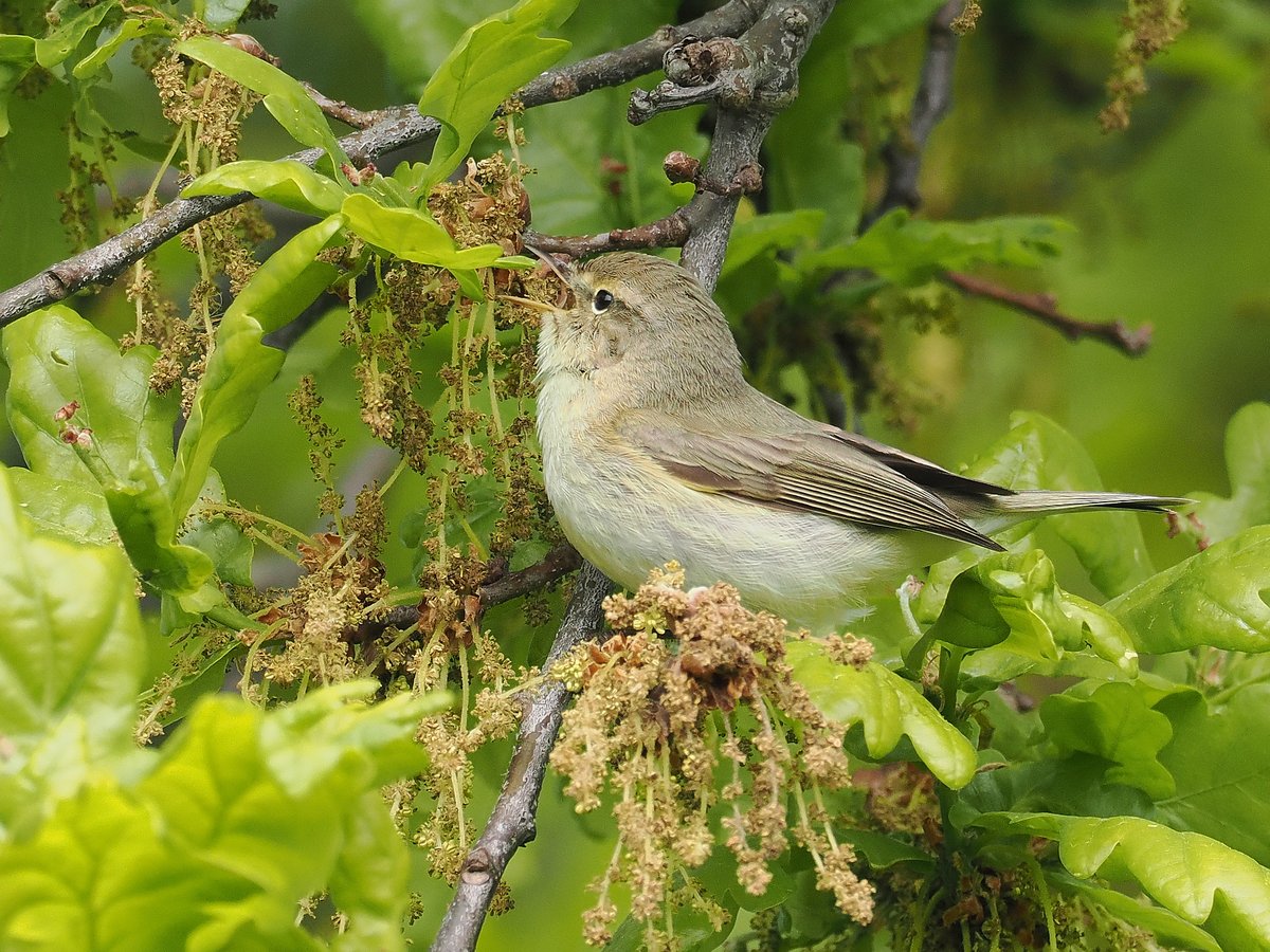 andyswalecliffe's tweet photo. The June @ForumCt5 Eco groups free Guided Wildlife Walk at Longrock is this Sunday 9th. Meet at Swalecliffe Skate Park 08.00 .All welcome group Photos by Alex Hare @whistablemaritime #coasttrail #whitstablecoastaltrail @WhitstableLive @tweettankerton @GoWhitstable https://t.co/mJYLsEsklX