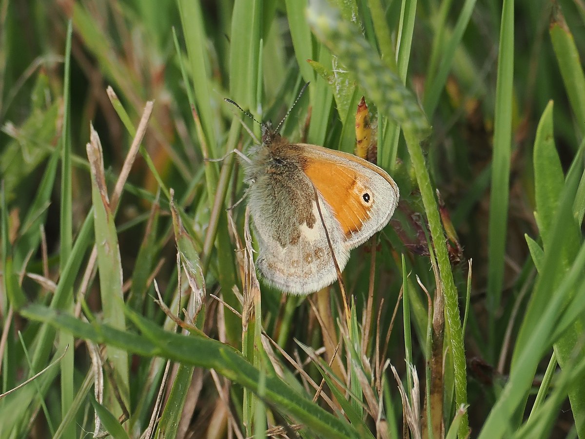 andyswalecliffe's tweet photo. The June @ForumCt5 Eco groups free Guided Wildlife Walk at Longrock is this Sunday 9th. Meet at Swalecliffe Skate Park 08.00 .All welcome group Photos by Alex Hare @whistablemaritime #coasttrail #whitstablecoastaltrail @WhitstableLive @tweettankerton @GoWhitstable https://t.co/mJYLsEsklX