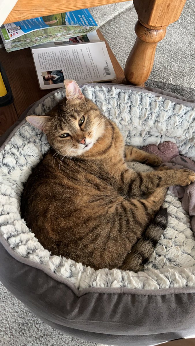 HtrvClemence's tweet photo. ⚠️ DISPARU ⚠️

Notre chat Spike n’est toujours pas rentrée depuis plus d’une semaine…

Si jamais vous l’apercevez, veuillez me contacter en mp ou au numéro de téléphone ci-dessous.

🏠Secteur Brouderdorff et alentours 
🐱Oreille gauche tordue
🎀Collier à tiques rose 

Merci 🙏 https://t.co/fogvCTwdsE