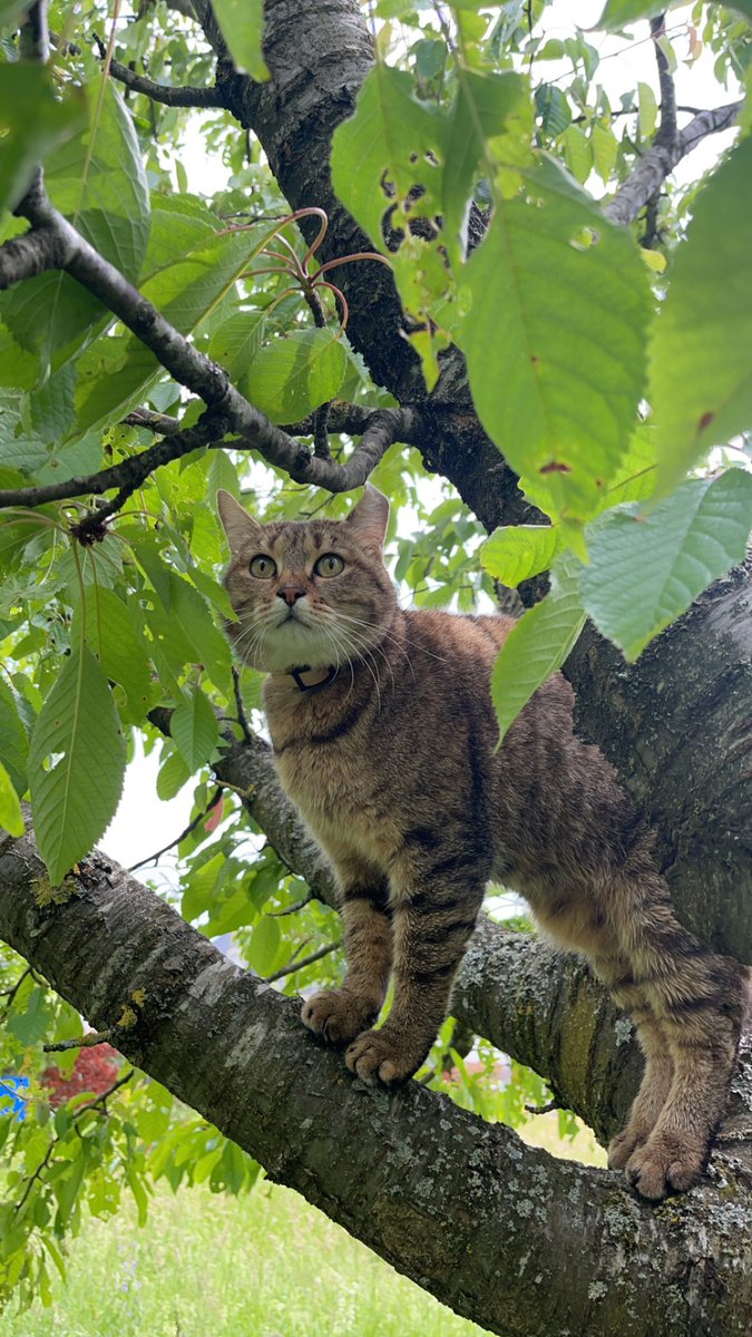 HtrvClemence's tweet photo. ⚠️ DISPARU ⚠️

Notre chat Spike n’est toujours pas rentrée depuis plus d’une semaine…

Si jamais vous l’apercevez, veuillez me contacter en mp ou au numéro de téléphone ci-dessous.

🏠Secteur Brouderdorff et alentours 
🐱Oreille gauche tordue
🎀Collier à tiques rose 

Merci 🙏 https://t.co/fogvCTwdsE