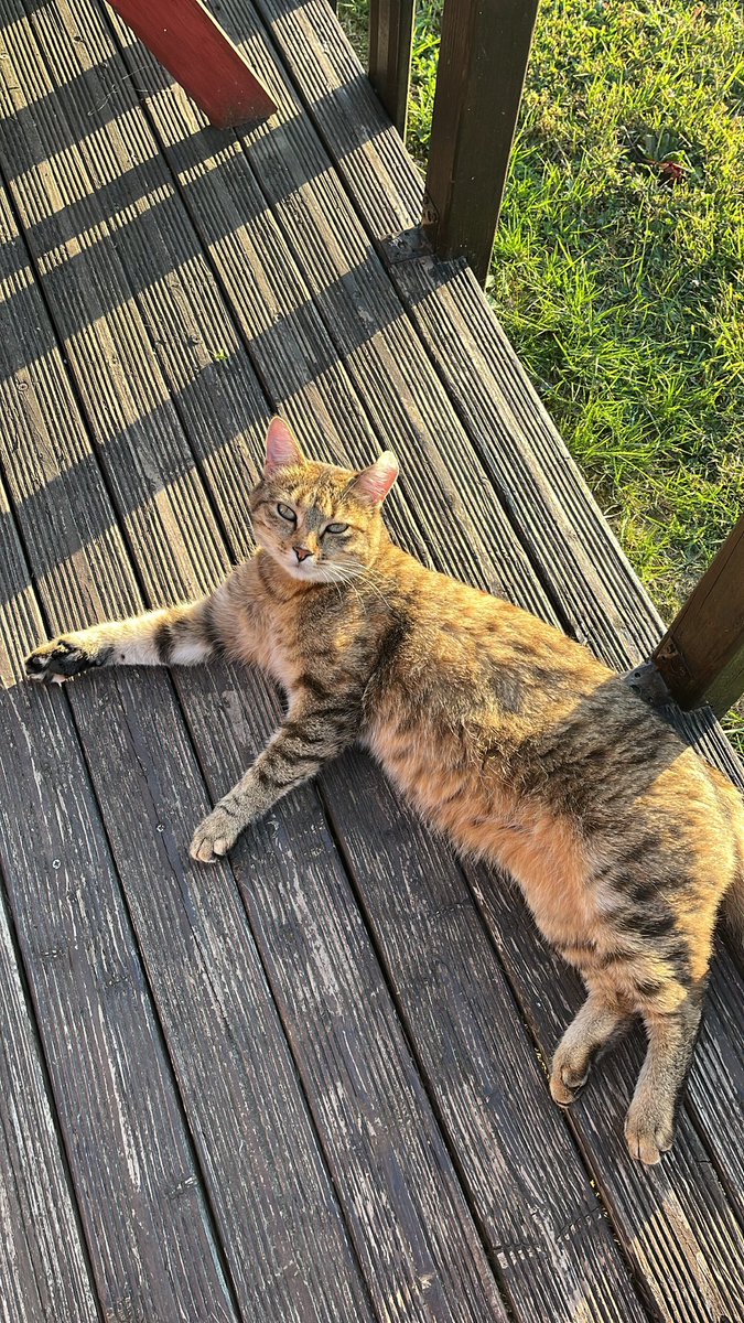 HtrvClemence's tweet photo. ⚠️ DISPARU ⚠️

Notre chat Spike n’est toujours pas rentrée depuis plus d’une semaine…

Si jamais vous l’apercevez, veuillez me contacter en mp ou au numéro de téléphone ci-dessous.

🏠Secteur Brouderdorff et alentours 
🐱Oreille gauche tordue
🎀Collier à tiques rose 

Merci 🙏 https://t.co/fogvCTwdsE