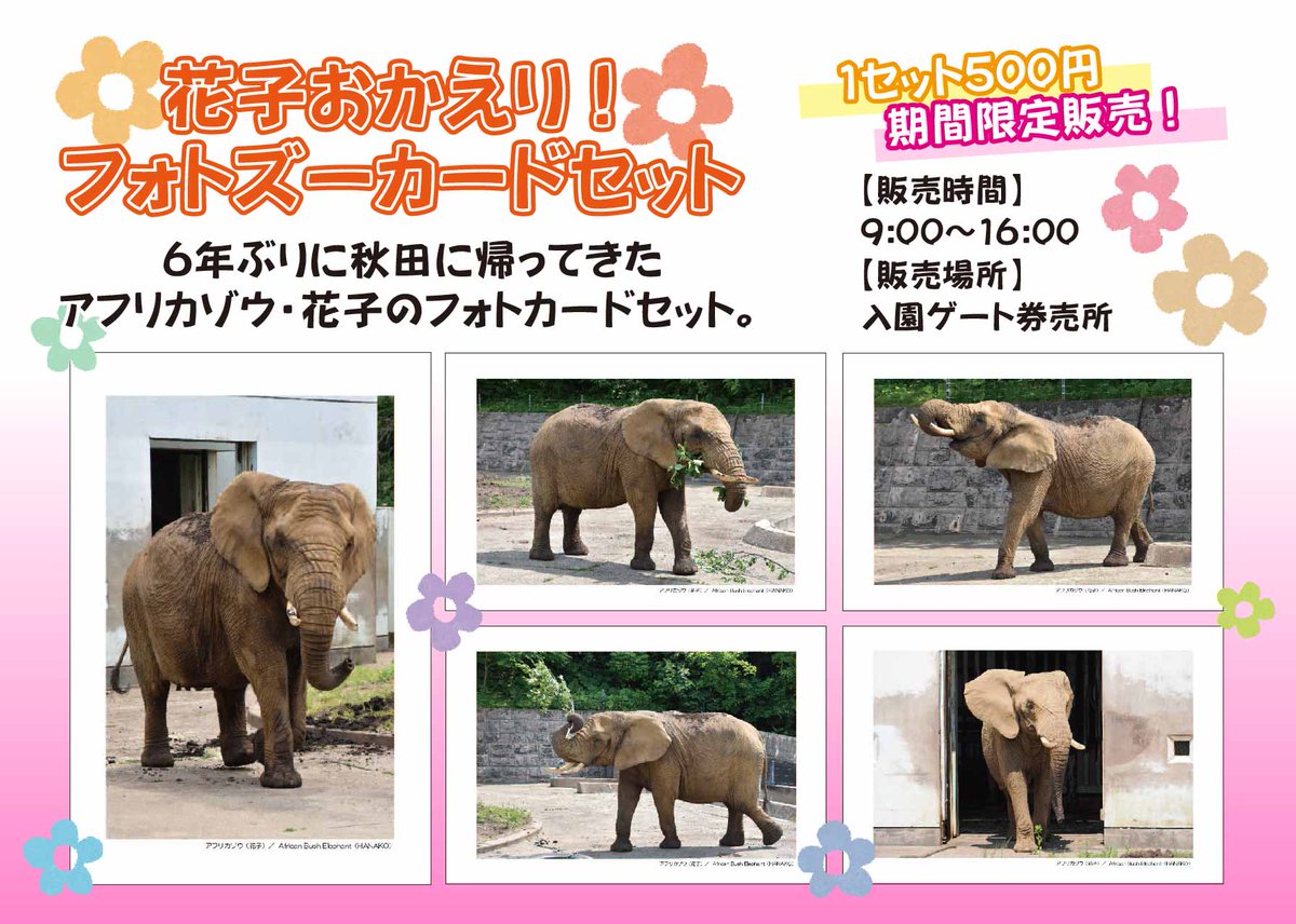花子おかえりフォトズーカードセットを販売します】 6年ぶりに秋田に