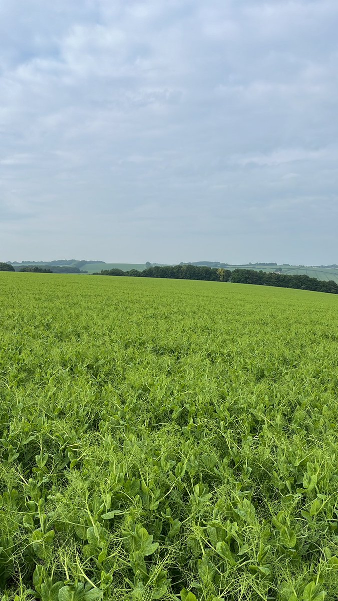 Edward Hall tweet media