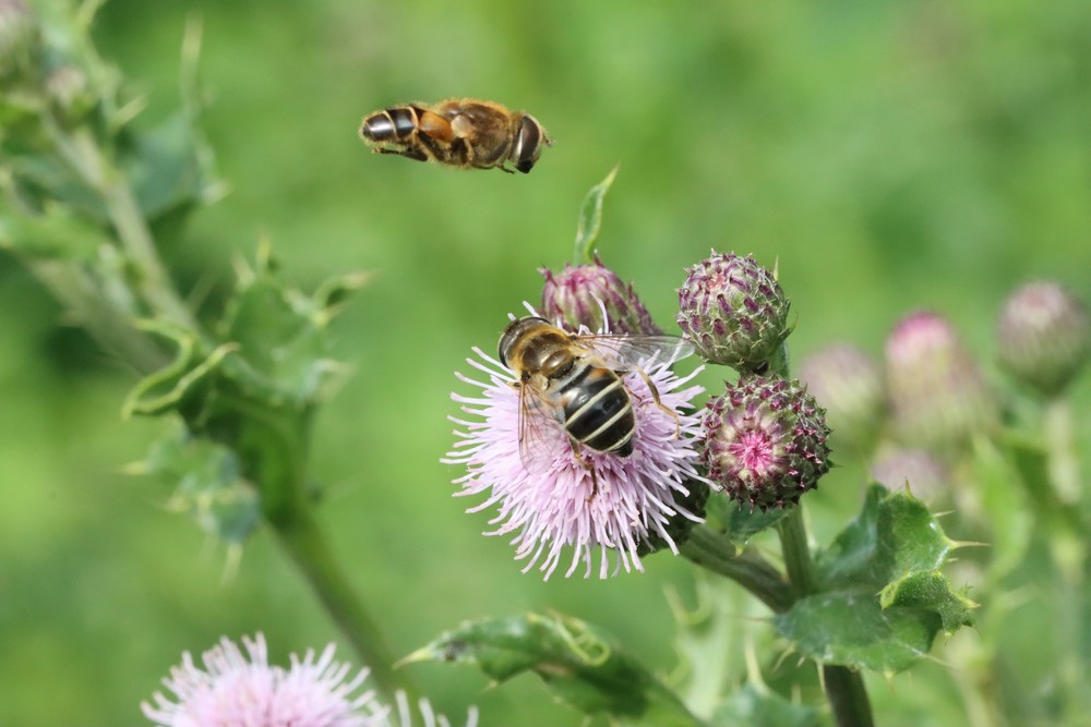 #Campus 🌱🦋 | The Biodiversity Challenge on our campus and in Wageningen is in full swing! Already some great species were found. The current score: 1410 species. 🔍What has been your best find so far? Let us know! 🌸🐝 (📸: <a href="/PatrickAJansen/">Patrick Jansen 🐾</a> )