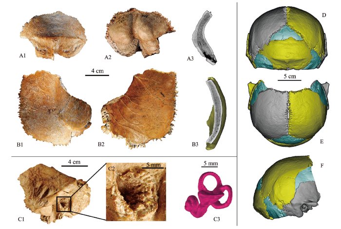 motherlander's tweet photo. https://t.co/Apq6dPrszx #FossilFriday 

Juluren (large brained humans) from Xujiayao site in Nihewan Basin, northern China. Probably representing gene flow between Asian Homo erectus and possibly H. antecessor or early Neanderthals (~200 ka – ~160 ka) https://t.co/oyZW1n3Lyy