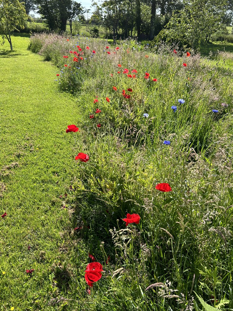 56190bjc's tweet photo. @WendyConstance Hi Wendy - no pesticides here either …. except slug pellets.  I’ve cried too many times over snail-eaten-beans.  I don’t like it but for me needs must.  I try to mitigate through other environmentally positive ideas.  Here’s my bee-insect strip. All seeds garden-collected! https://t.co/uuM7tYtpPp