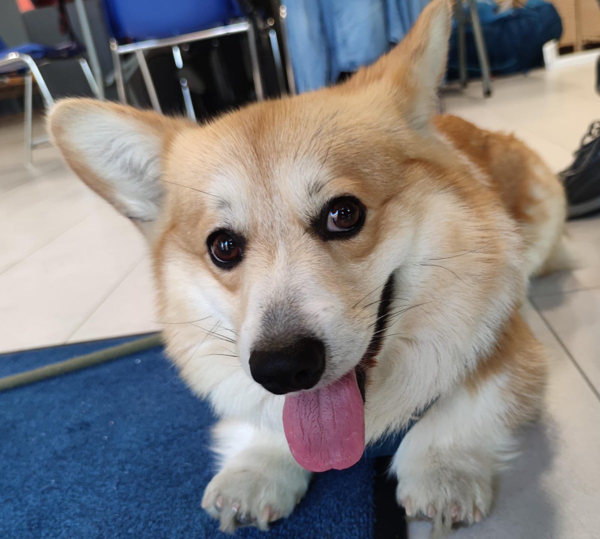 ACM_HPDC's tweet photo. 🐶A special participant for the last day of #HPDC24 @Unipisa! #mascot https://t.co/fZ8sQ0DrN3