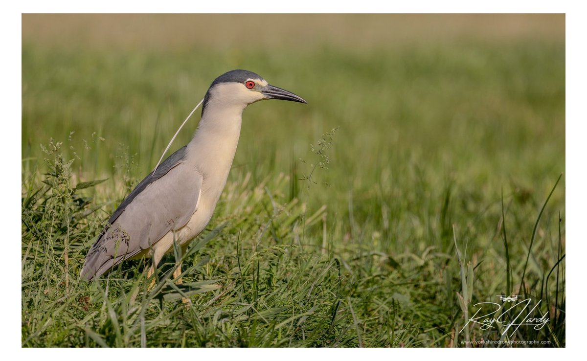 HolmfirthPhoto1's tweet photo. Beside the river, where reeds sway,
It hunts for prey at close of day.
With eyes keen, it spies its mark,
A dance of stealth, in shadows dark.
The Black-crowned night heron
#serbia #birdphotography #palic #birdwatching #nightheron https://t.co/kgllDQkK2b