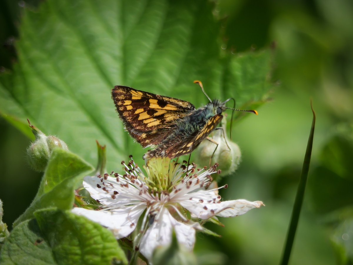 Quick visit to Glastrum Wood NNR on Wed in search of the Chequered Skipper. Not hopeful as heavy showers all journey and low temps. Two seen before hail storm stopped play! 56/59 happy days 😀.