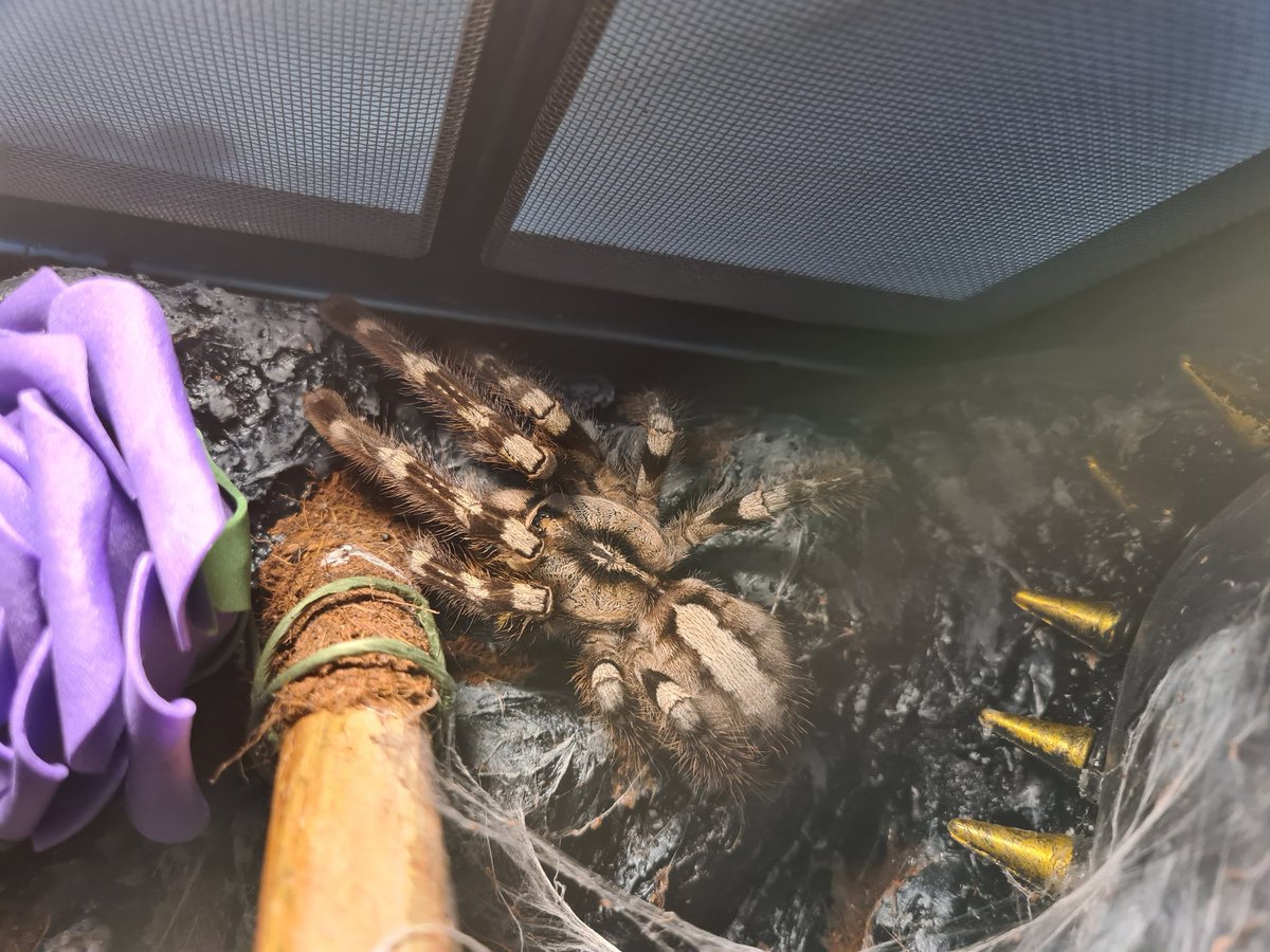 AmrodsCorner's tweet photo. @Shadypenguinn Tarantulas have become a huge hobby with me and my other half 😁 this is one of our adult females 😊 https://t.co/PwUN5wTRPD