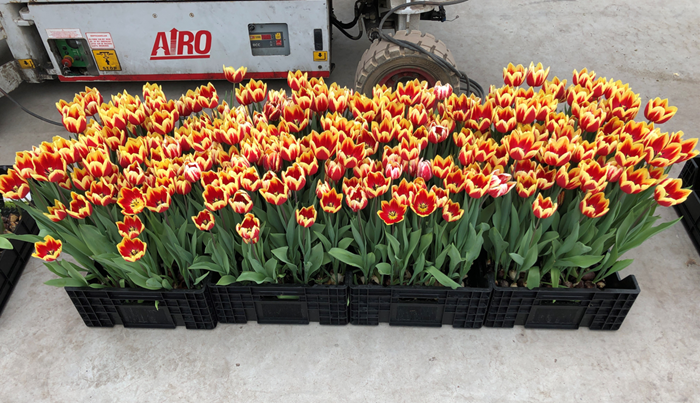 #Tulpengalmijt zorgt voor een grote druk in de #tulpenbranche. #FLiPPER is een #biologisch middel om #galmijt te bestrijden en is effectief tegen zuigende insecten in teelten zoals mijten, trips, witte vlieg en luizen. Lees er hier meer over.
agro.bayer.nl/Uit-de-praktij…