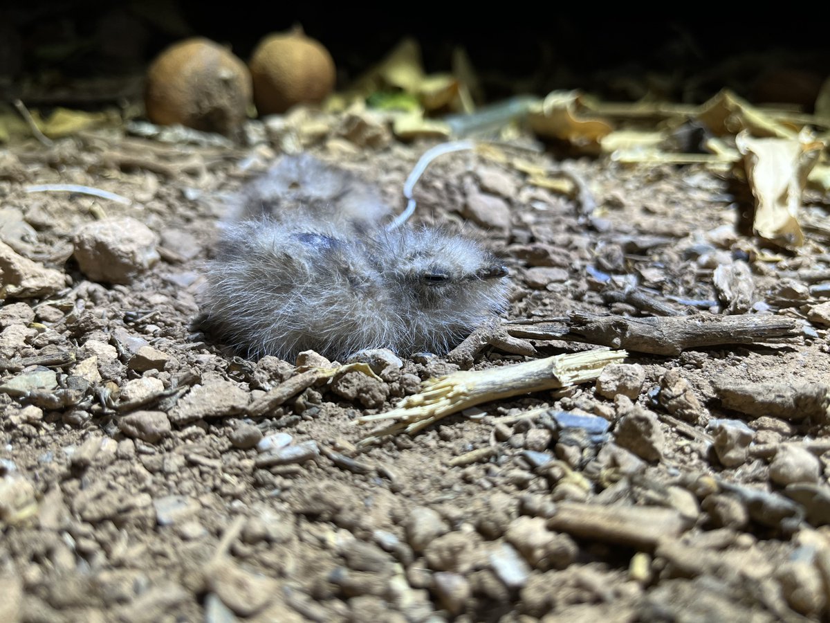 Claudio_Amorosb's tweet photo. Que duras son las noches chotacabreras y que bonicos que son🐣🐣 https://t.co/mElTviIqry