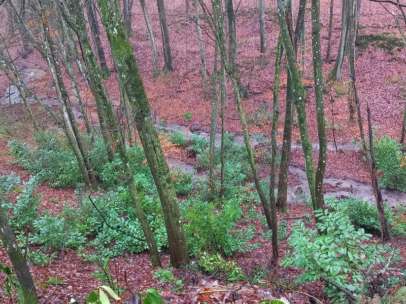 Informationsdienst Wissenschaft - Nachrichten (@idw_online_de) on Twitter photo Kirschlorbeer etabliert sich in mitteleuropäischen Wäldern. Das zeigt eine Studie von Forschenden des <a href="/SMNStuttgart/">Naturkundemuseum Stuttgart</a> und der <a href="/UniBonn/">Rheinische Friedrich-Wilhelms-Universität Bonn</a>. Die Gartenpflanze breitet sich aufgrund des Klimawandels stark aus. Das kann zur Verdrängung von heimischen Arten führen.
nachrichten.idw-online.de/2024/06/07/eta… Kirschlorbeer etabliert sich in mitteleuropäischen Wäldern. Das zeigt eine Studie von Forschenden des <a href="/SMNStuttgart/">Naturkundemuseum Stuttgart</a> und der <a href="/UniBonn/">Rheinische Friedrich-Wilhelms-Universität Bonn</a>. Die Gartenpflanze breitet sich aufgrund des Klimawandels stark aus. Das kann zur Verdrängung von heimischen Arten führen.
nachrichten.idw-online.de/2024/06/07/eta…