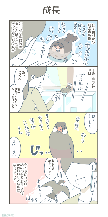 成長。

 #漫画が読めるハッシュタグ #Buncho #文鳥 